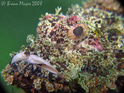 "Come on, smile"...Raggy Scorpionfish (Scorpaenopsis veno... by Brian Mayes 